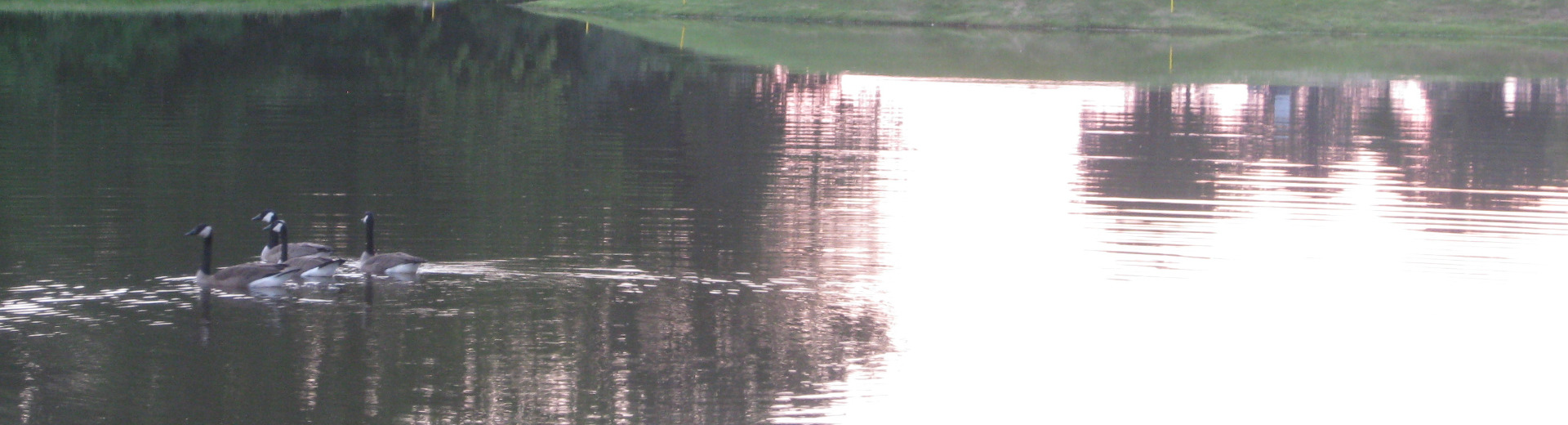 Ducks in lake 